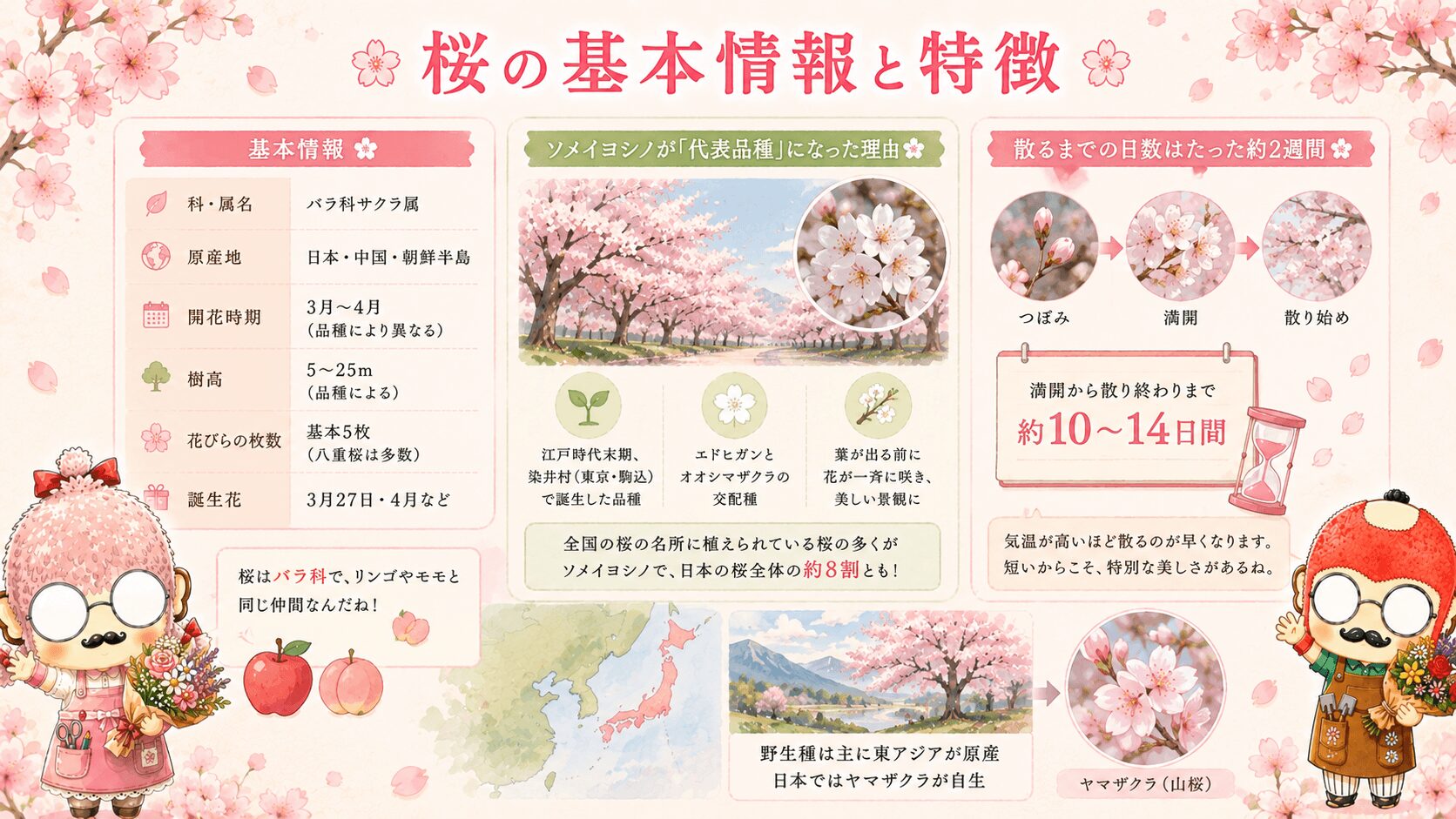 桜の基本情報と特徴