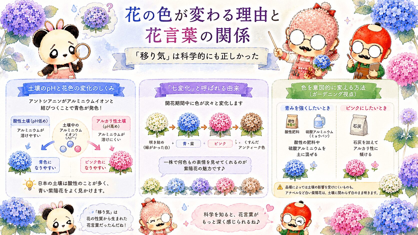 紫陽花の花の色が変わる理由