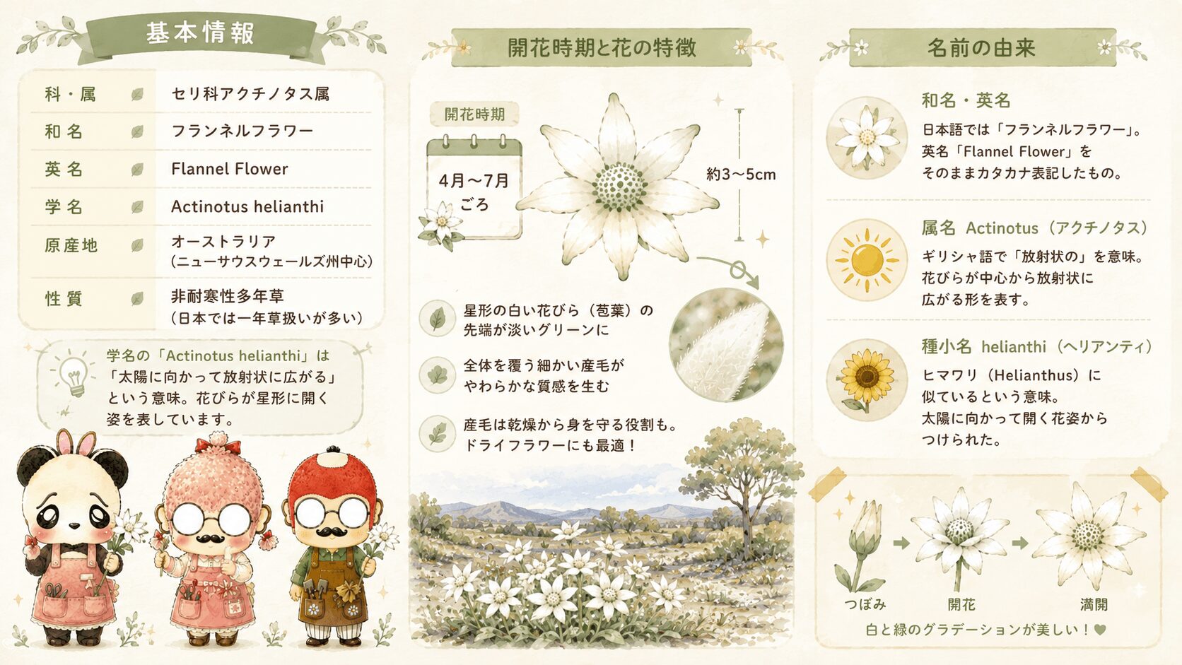 フランネルフラワーの基本情報