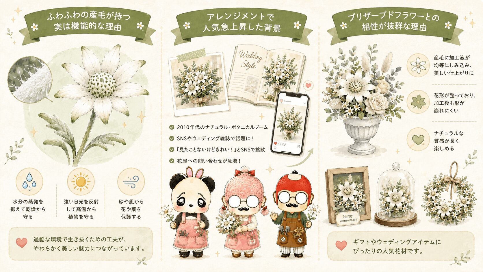 フランネルフラワーの雑学