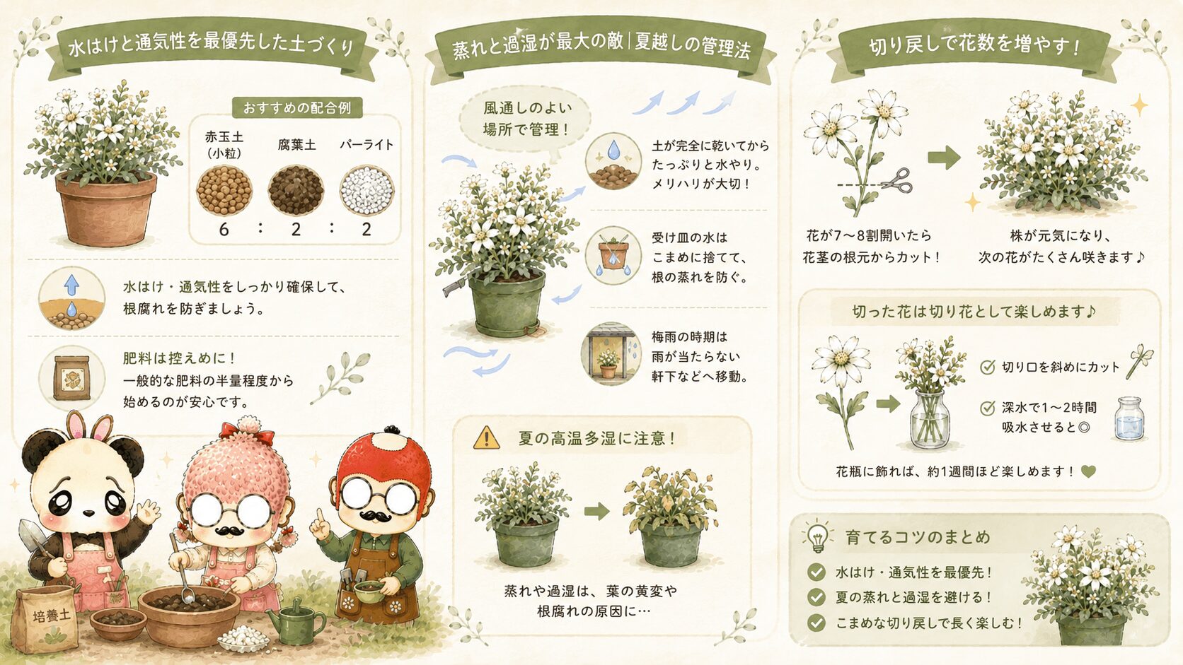 フランネルフラワーを上手に育てるコツ