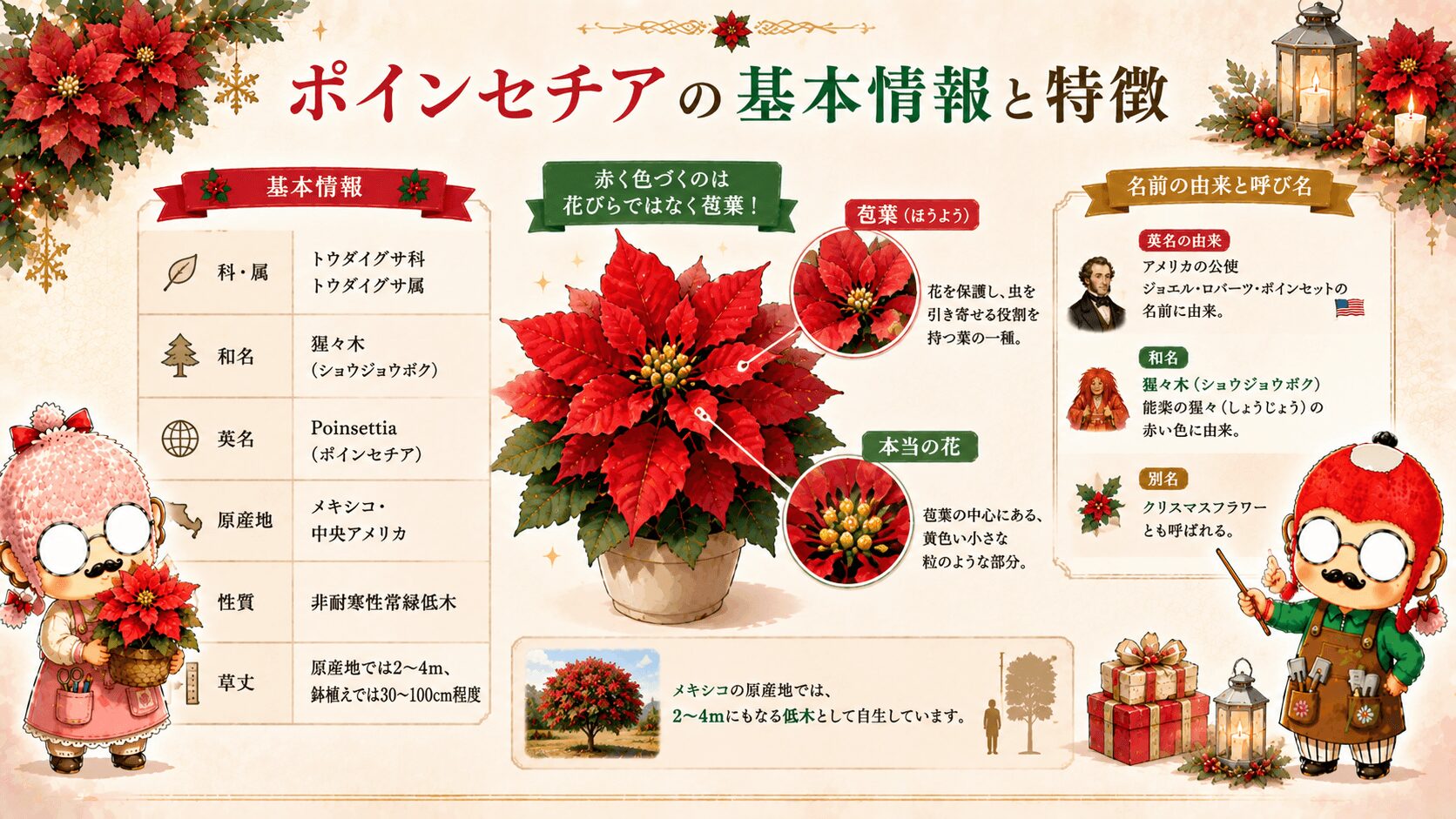ポインセチアの基本情報