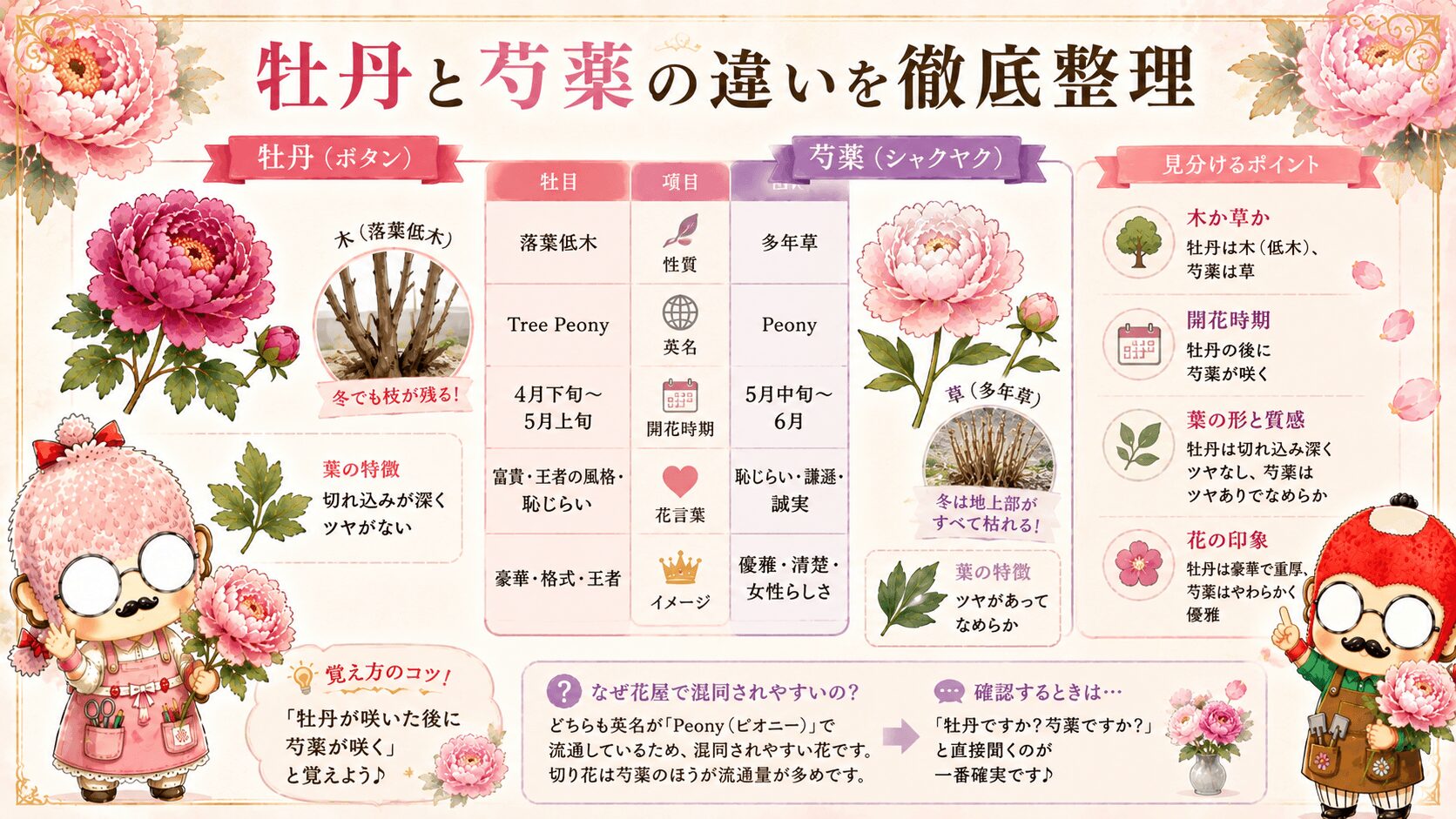 牡丹と芍薬の違い