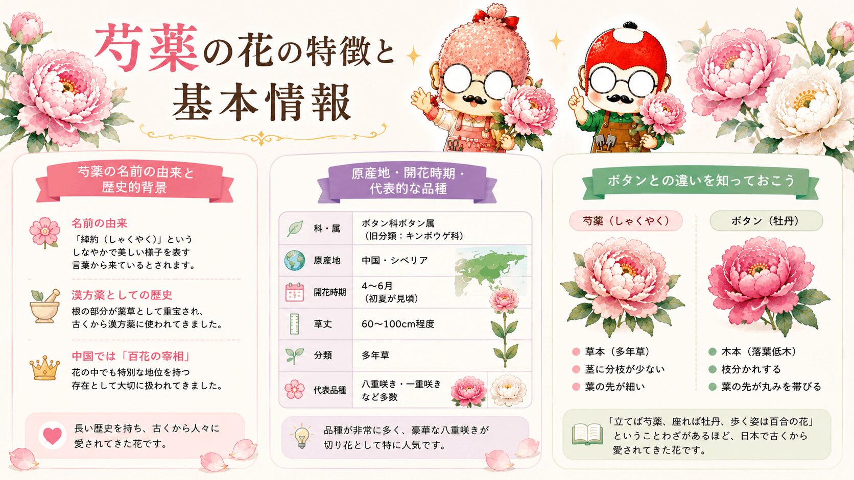 芍薬の花の特徴と基本情報