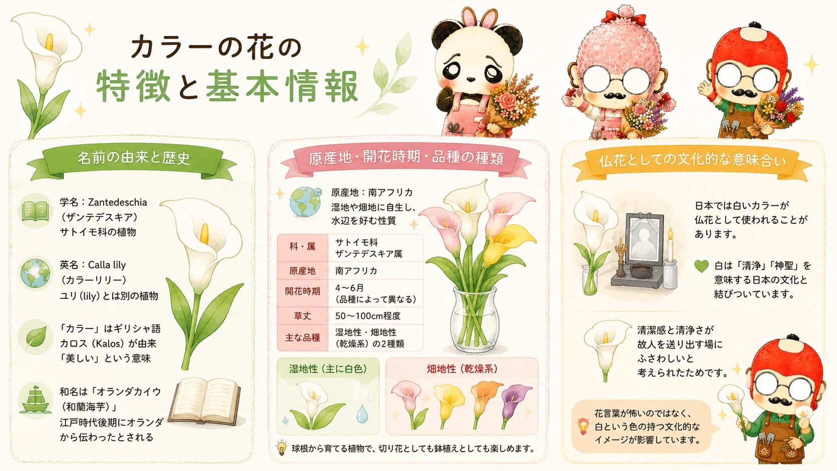 カラーの特徴と基本情報