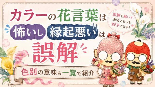 カラーの花言葉は怖いし縁起悪いは誤解｜色別の意味も一覧で紹介