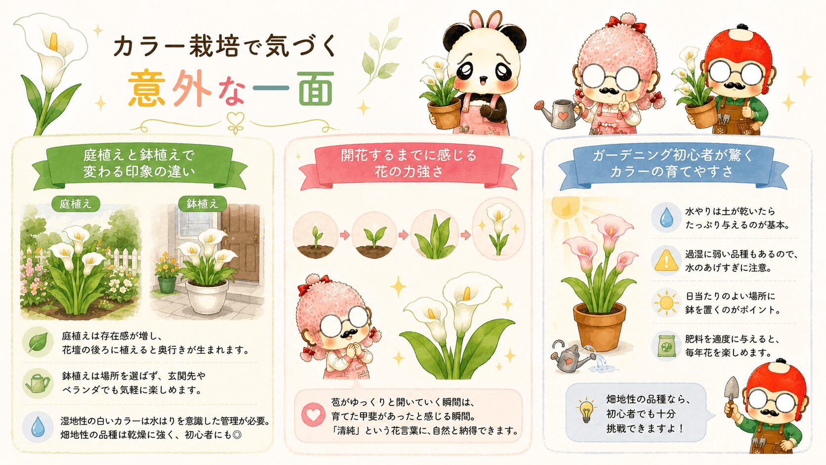 カラーユリの魅力を知ろう