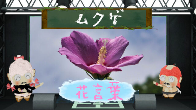 ムクゲの花言葉とは？その魅力や由来に迫る！