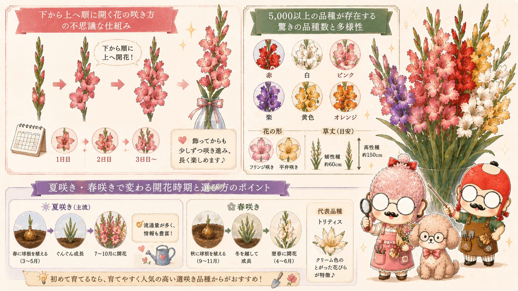 グラジオラスの特徴と品種