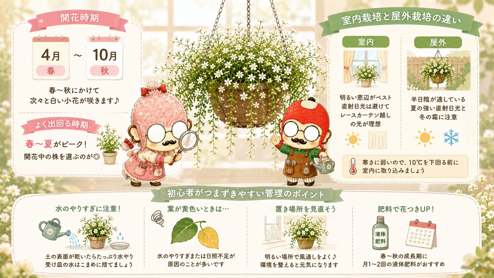 ブライダルベールの開花時期