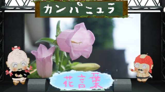 カンパニュラの花言葉を色別に解説！怖いと言われる理由も追跡！
