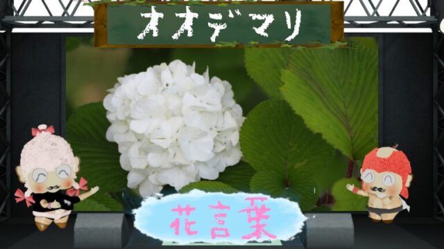 オオデマリの花言葉を解析！怖い理由も大解剖！