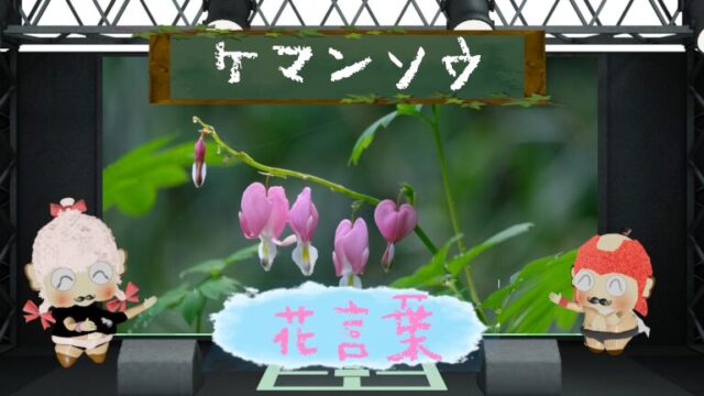 ケマンソウの花言葉を解説！失恋などのマイナー花言葉は？