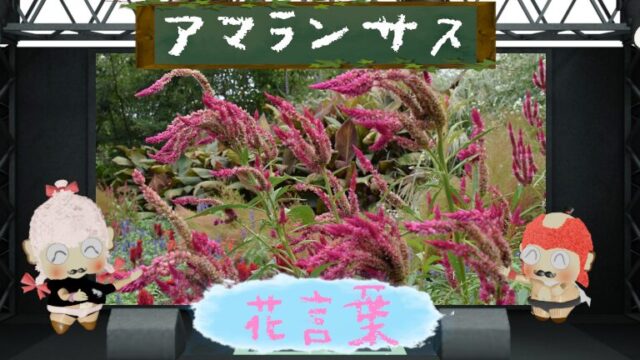 アマランサスの花言葉や栄養効果を大調査！
