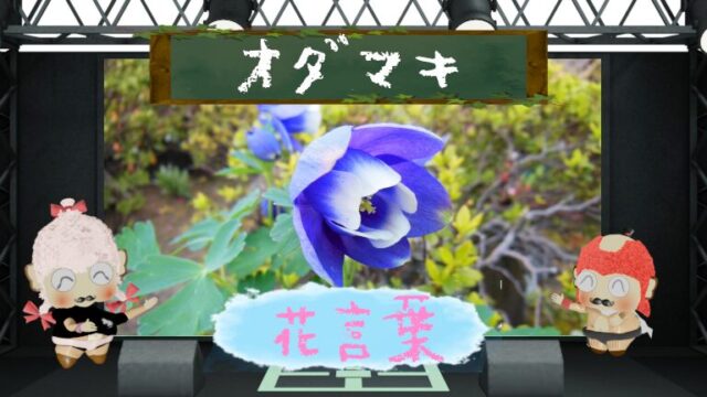オダマキの花言葉を色別を含め解説！怖い噂も徹底分析！