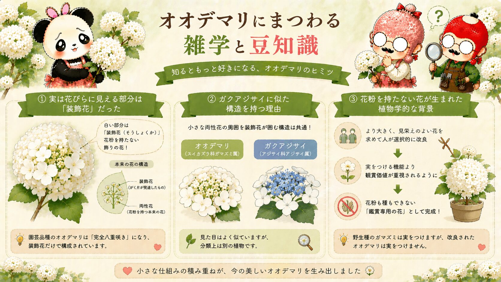 オオデマリの雑学ガイド