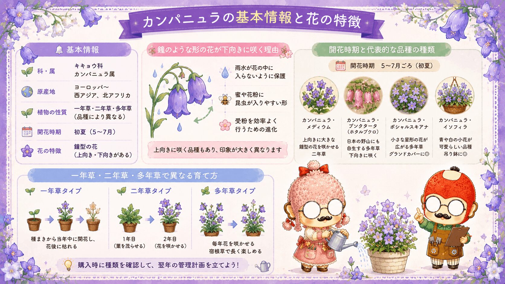 カンパニュラの基本情報