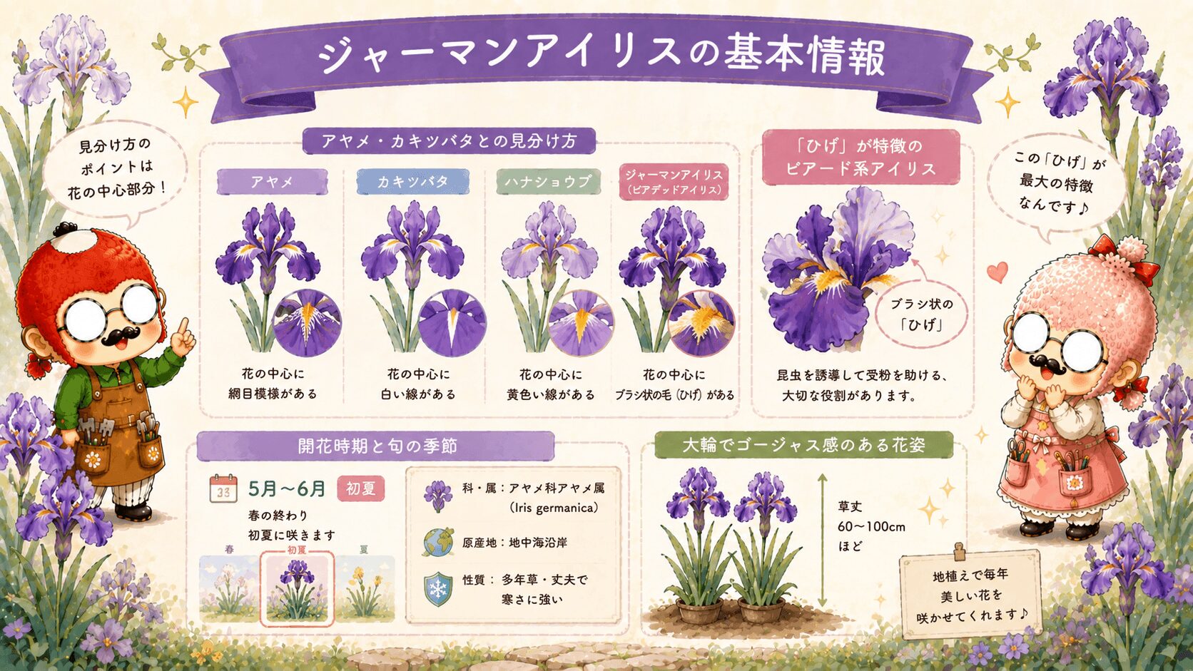 ジャーマンアイリスの基本情報