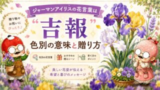ジャーマンアイリスの花言葉は「吉報」｜色別の意味と贈り方
