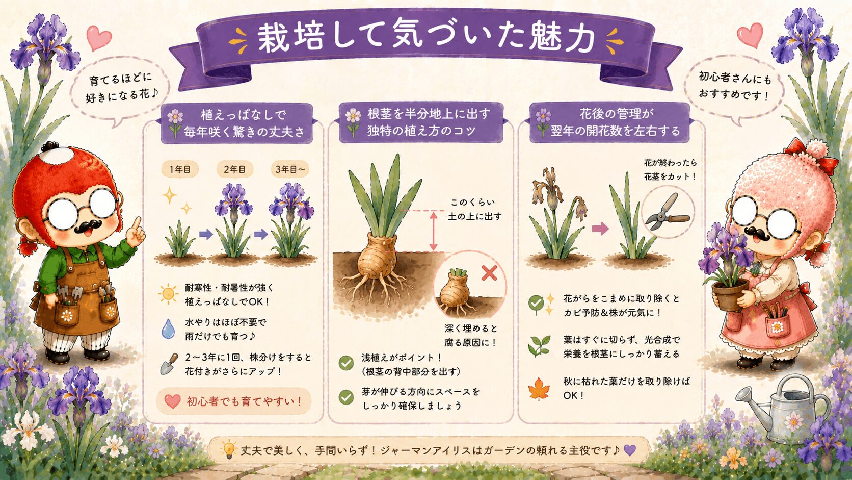ジャーマンアイリス育て方