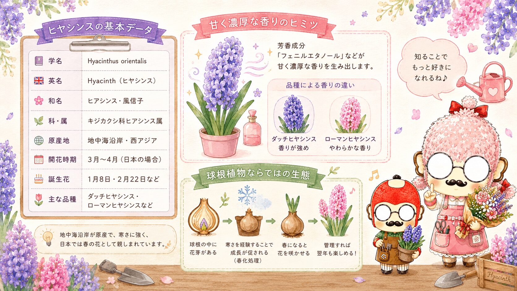 ヒヤシンスの基本情報