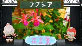 エーデルワイスの花言葉と魅力を徹底解説
