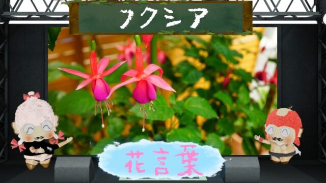 フクシアと花言葉が教える魅力的な世界！