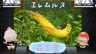 エレムルスの花言葉とその魅力を徹底解説