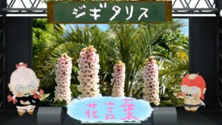 ボロニアの花言葉と魅力を徹底解説！怖い理由も分析