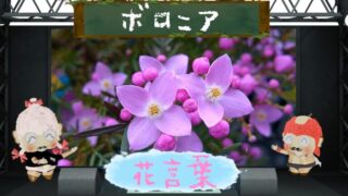 ジギタリスの花言葉を大解剖！毒性や怖いと言われる理由