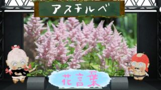 ボロニアの花言葉と魅力を徹底解説！怖い理由も分析