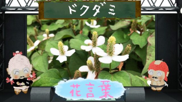 アスチルベの花言葉を色別にも大解析！怖い理由は少ない！