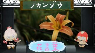 ロベリアの花言葉を色別に分析！怖い原因も徹底追跡