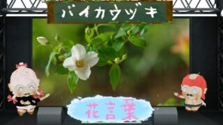 ロベリアの花言葉を色別に分析！怖い原因も徹底追跡
