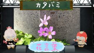カタバミの花言葉を色別に解説！怖い理由も徹底分析