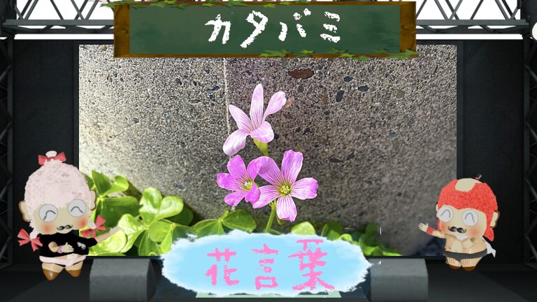 カタバミの花言葉を色別に解説!怖い理由も徹底分析