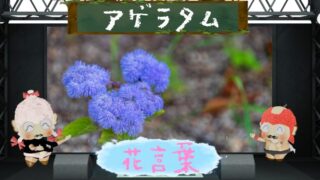 フクシアと花言葉が教える魅力的な世界！