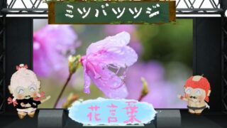 ミツバツツジの花言葉と魅力を徹底解説！怖い理由とは？
