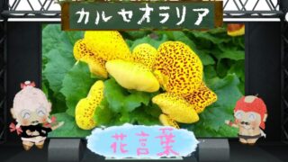 カルセオラリアの花言葉！斑点と袋状の花びらの魅力に迫る！