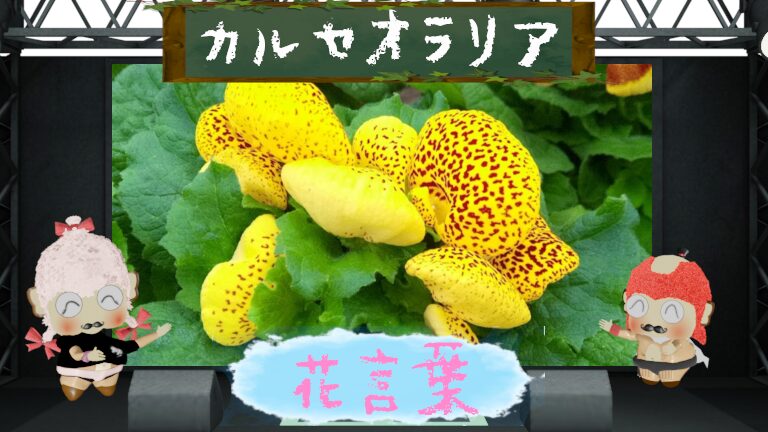 カルセオラリアの花言葉!斑点と袋状の花びらの魅力に迫る!