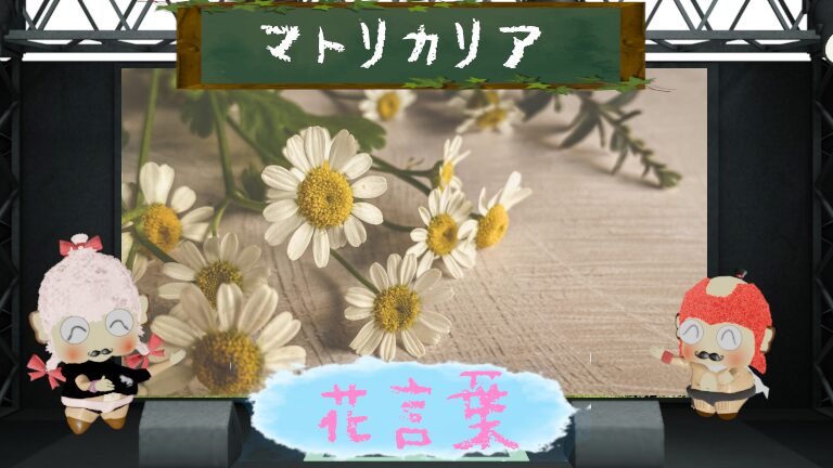 マトリカリアの花言葉!色別の意味や怖い理由も大解析