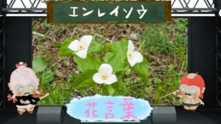 マトリカリアの花言葉！色別の意味や怖い理由も大解析