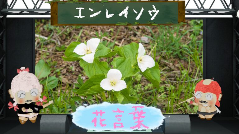 エンレイソウの花言葉!怖いと思えるのはとらえ方次第?