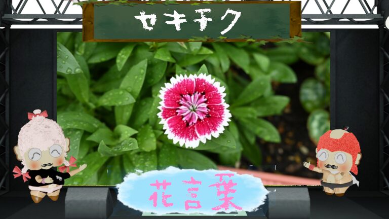 セキチクの花言葉を色別も含めて解説!怖い理由は少なめ