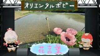 セキチクの花言葉を色別も含めて解説！怖い理由は少なめ