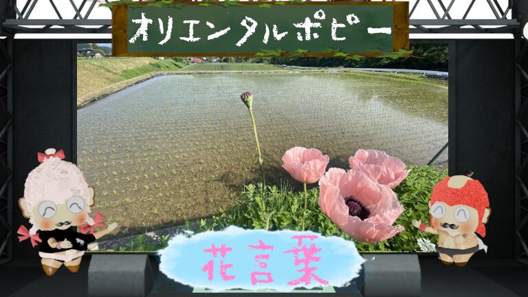 オリエンタルポピーの花言葉!大胆な魅力と怖い理由も解析