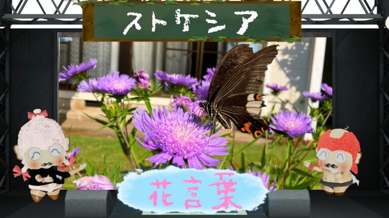 ストケシアの花言葉とは?初心者でも育てやすい花の魅力