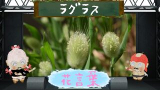 オリエンタルポピーの花言葉！大胆な魅力と怖い理由も解析