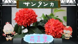 サンタンカの花言葉を解剖！怖いと言われるのはなぜ？