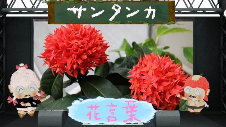 サンタンカの花言葉を解剖!怖いと言われるのはなぜ?